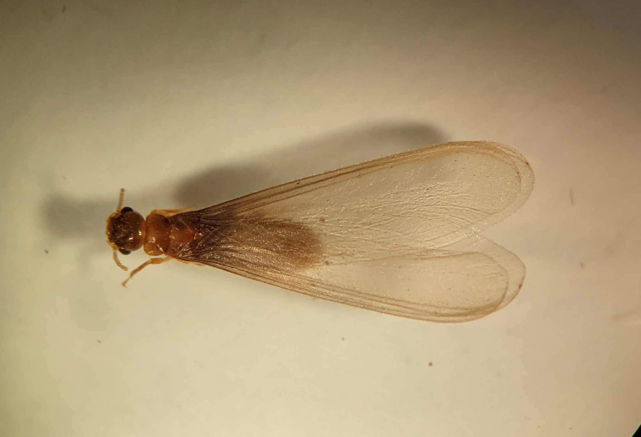 Dynamics of Gut Symbionts in Termite Kings and Queens During Early Colony Development